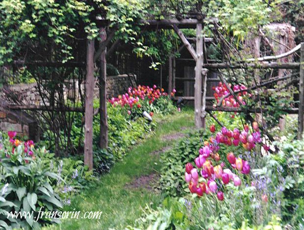 2004-02-16 17.46.40.jpg- PIMB-3- tulips in cutting garden -early spring