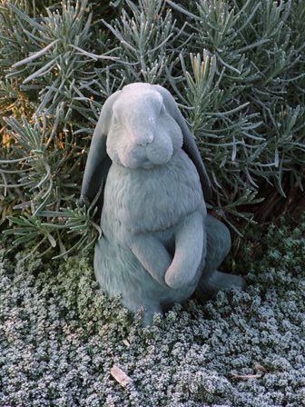 Frosted bunny with woolly thyme and lavender Nov 8 07