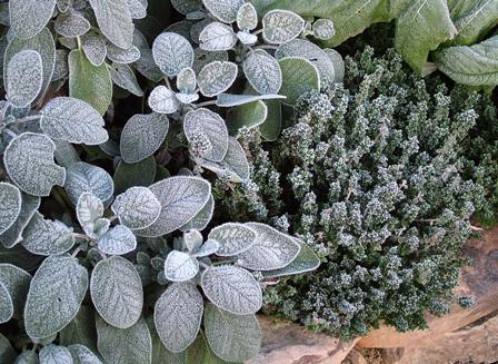 Frost on Salvia officinalis ‘Berggarten’ and Thymus x citriodorus Nov 8 07