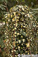 gold heart ivy