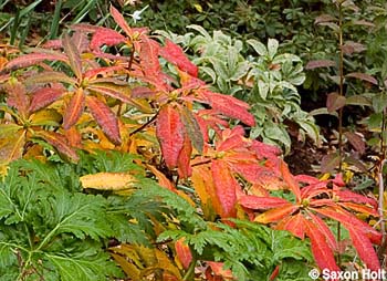 R. luteum fall color
