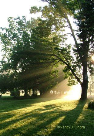 Farm Sun