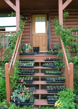 porch gardening