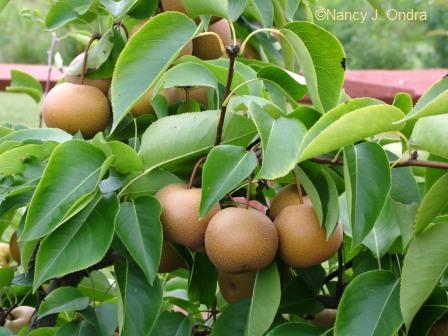 asian pear tree