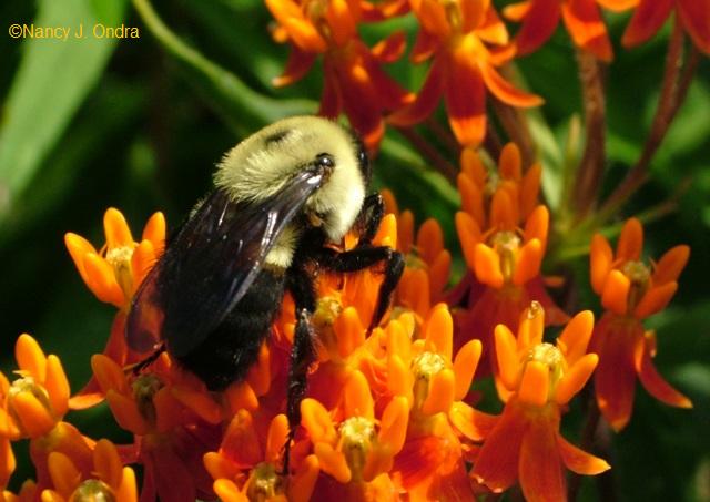 bumblebee-on-asclepias-tuberosa-june-18-08