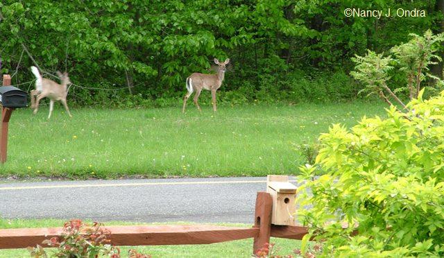 oh-deer-may-12-08