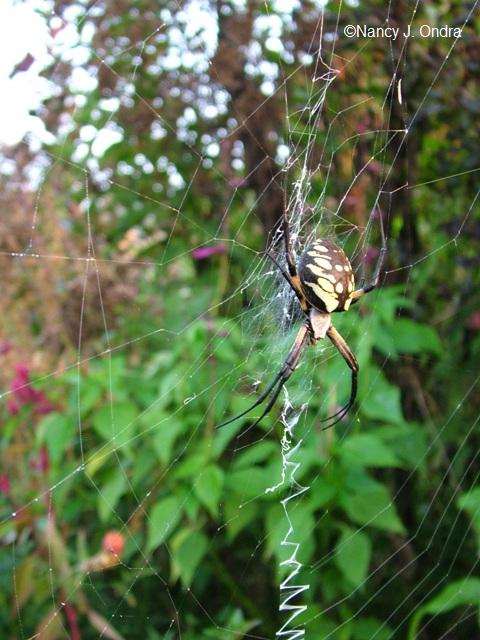 orb-weaver-spider-in-garden-3-sept-23-05