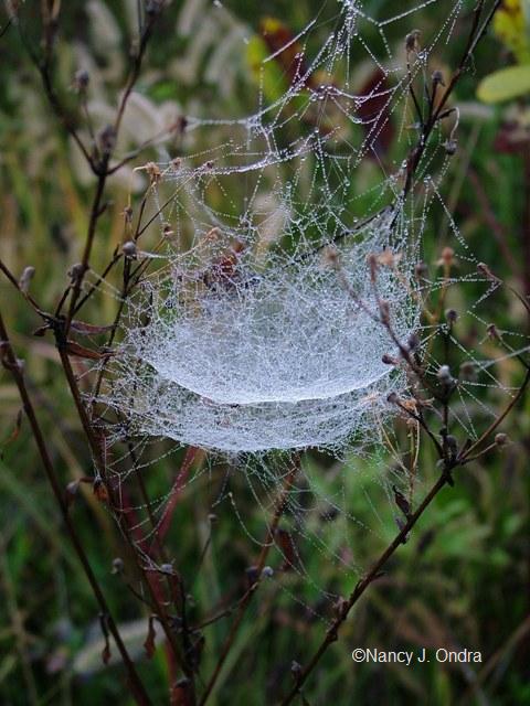 spider-web-4-sept-21-07