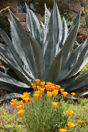 poppies-and-agave-w-c