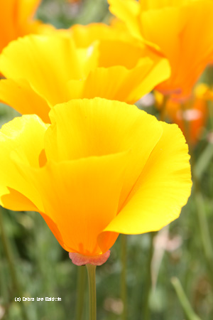 California+poppy+images