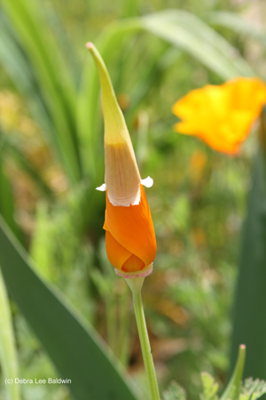 California+poppy+flower