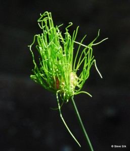 Allium 019-1