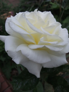 White rose, patient gardener