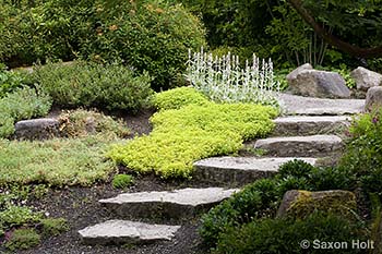 path in Bellevue groundcover garden