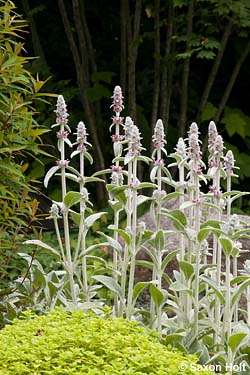 Stachys in front of maple