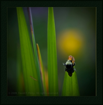 David Perry-bee on sword shaped leaves.jpg-resized
