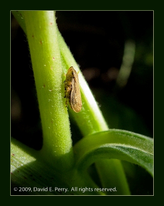 Insect on stalks of leaves-David Perry.jpg-resized