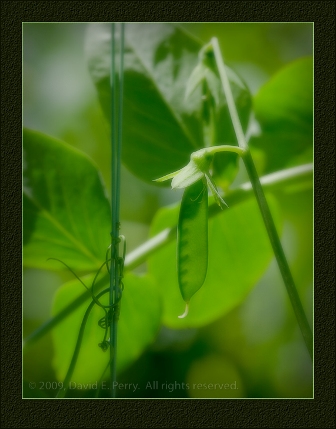 Pea pods and stems-David Perry.jpg-resized