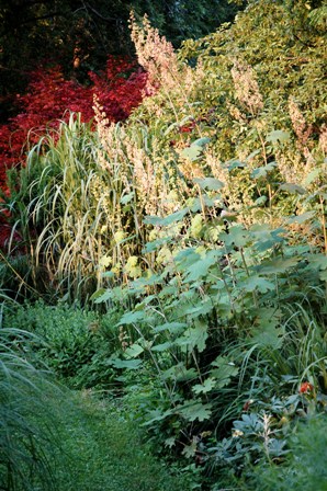 Plume poppy and miscanthus-resized