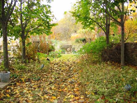 11905-fall garden-tilia cordata walkway.jpg-resized