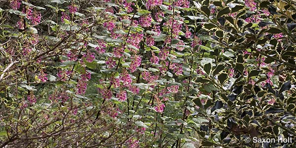 Ribes sanguineum,shrub border tapestry