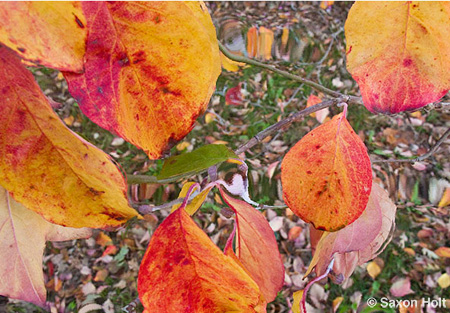fall leaves of dogwood tree, Cornus florida for m'eyes recuperating photoshop