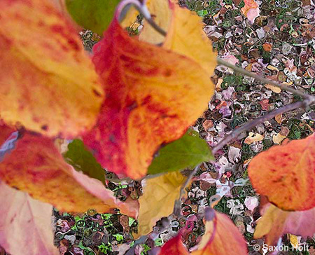 fall leaves of dogwood tree, Cornus florida for m'eyes recuperating 2 photoshop