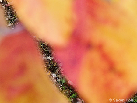 narrow crack of focus,fall leaves of dogwood tree, Cornus florida for m'eyes recuperating