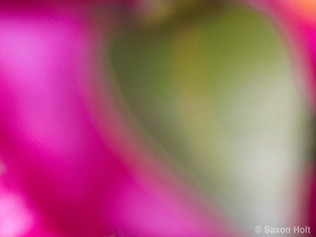 pink flower and green leaf of Camellia sasanqua 'Kanjiro' for m'eyes recuperating