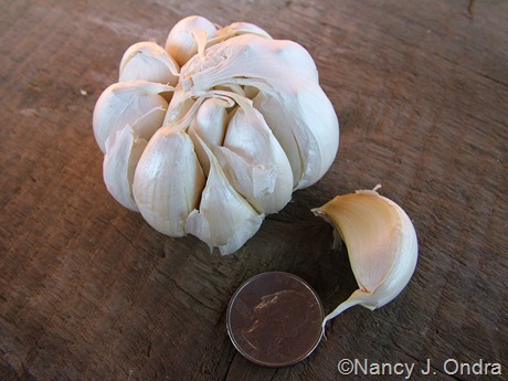 Allium sativum (garlic)