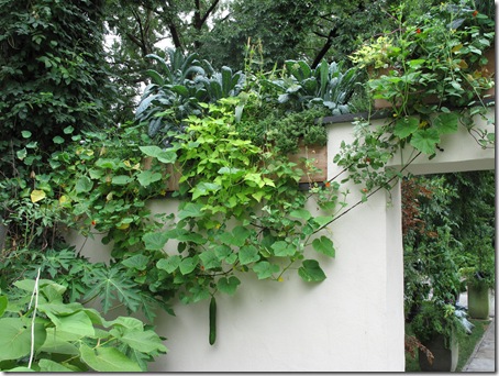 JW Edible plants trail down and climb up the walls of the Kitchen Courtyard