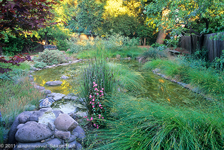 Lawn Converted to Backyard Pond Habitat