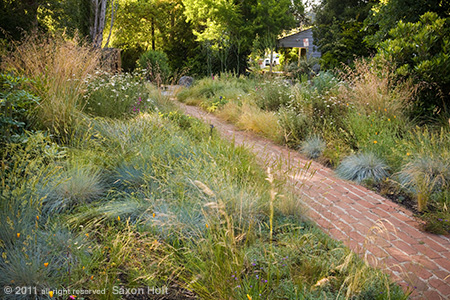 Entry into Front Yard with Native Grass Meadow