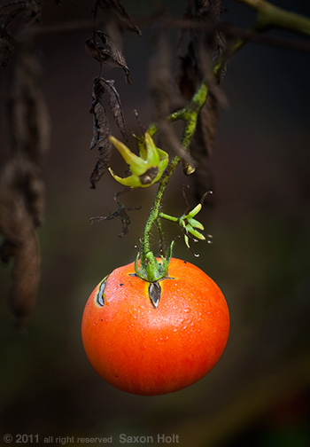 Last ripe tomato