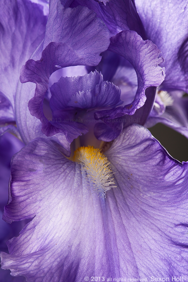 macro photo shallow depth Blue Iris flower