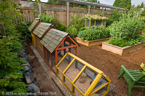 Chicken coop in back of small space backyard organic sustainable 