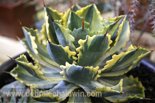 Agave potatorum, Japanese hybrid