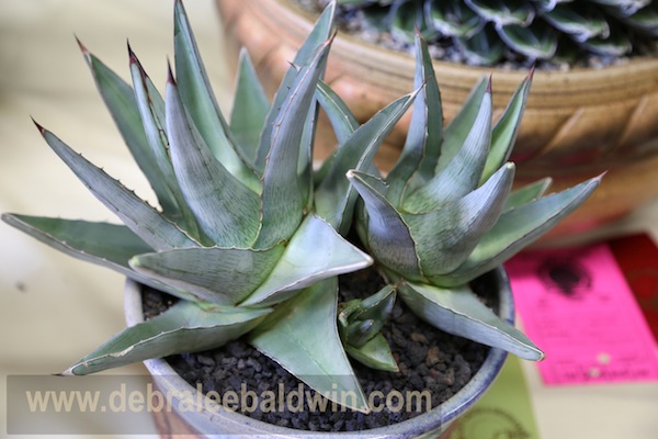 Agave pumila