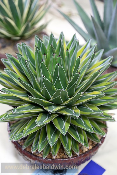 Agave victoriae-reginae variegata