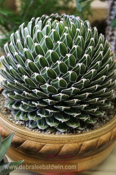 Agave victoriae-reginae