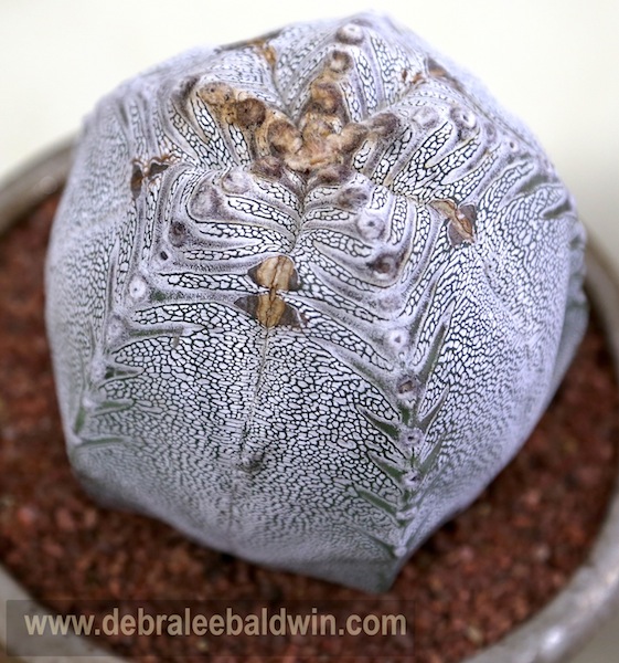 Astrophytum3