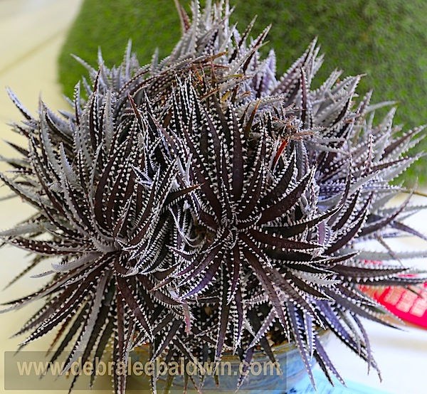 Dyckia