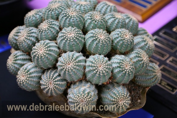 Echinocereus pulchellus