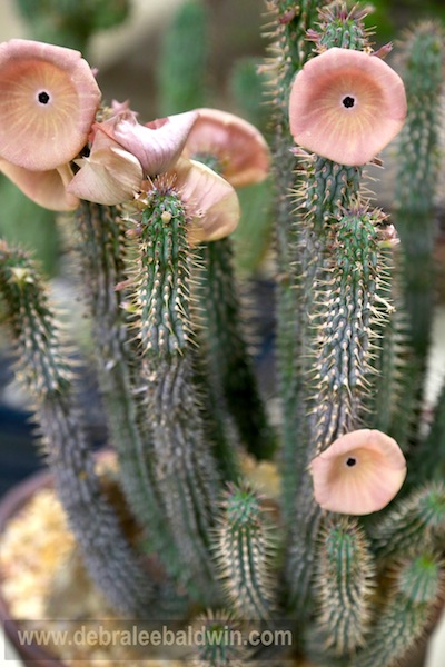 Hoodia