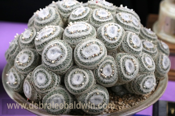 Mammillaria microthele