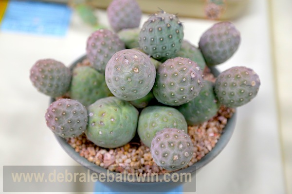 Tephrocactus geometricus