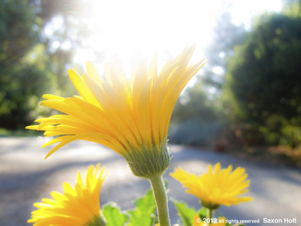 yellow gerbera backlit with bright light