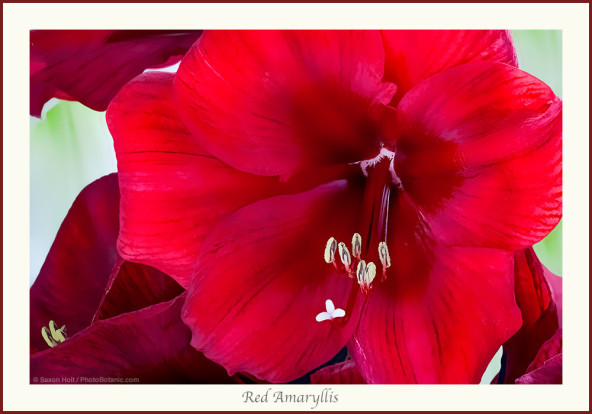 Red Amaryllis flower, close up with anthers