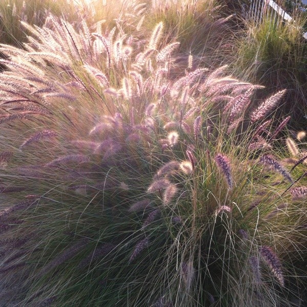 Pennisetum in Independence Park
