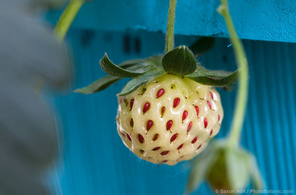 Hula Berry, pineapple flavor strawberry